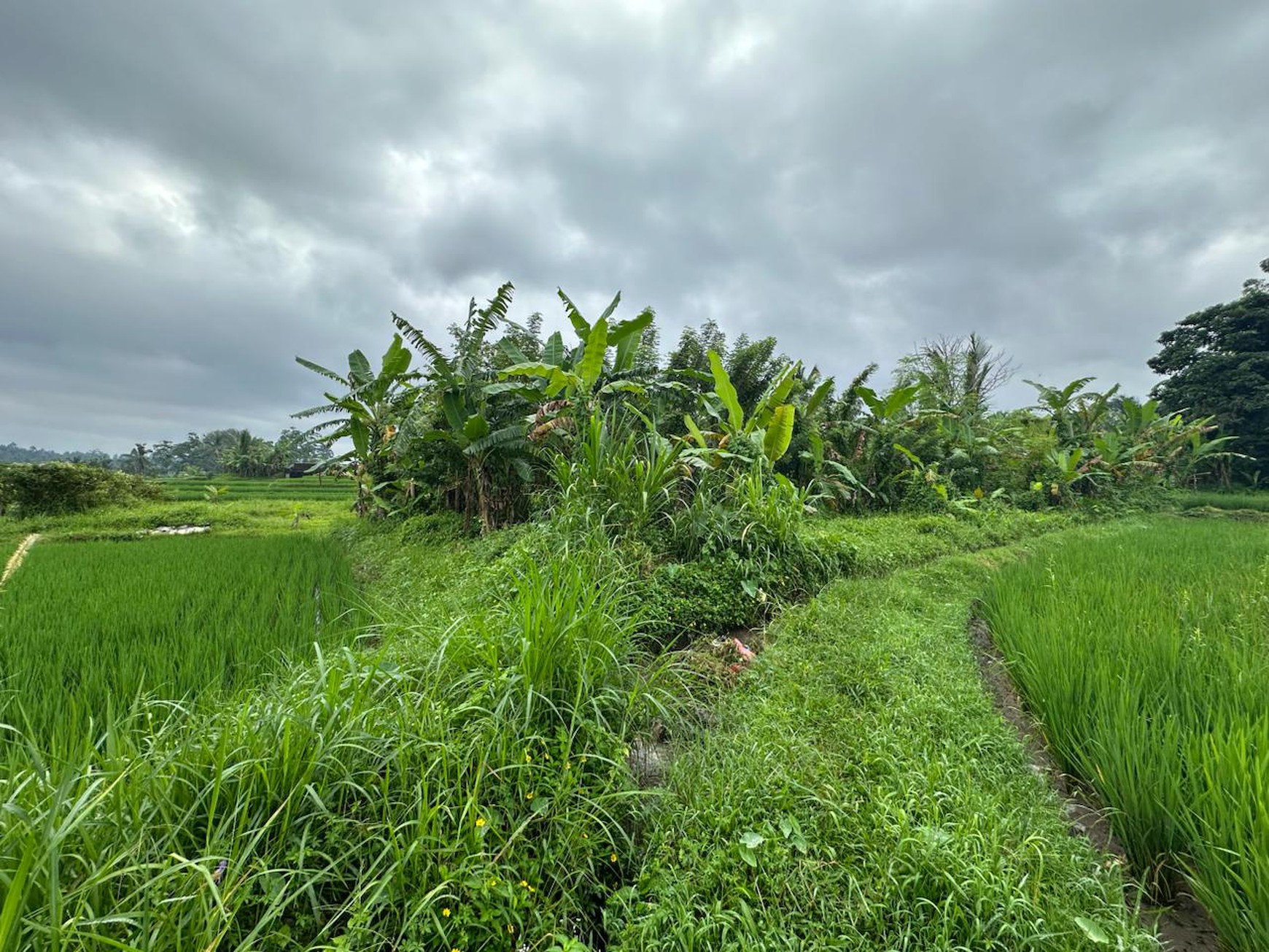 Prime Land with Scenic Rice Fields & Mountain Views in Tegalalang, Gianyar