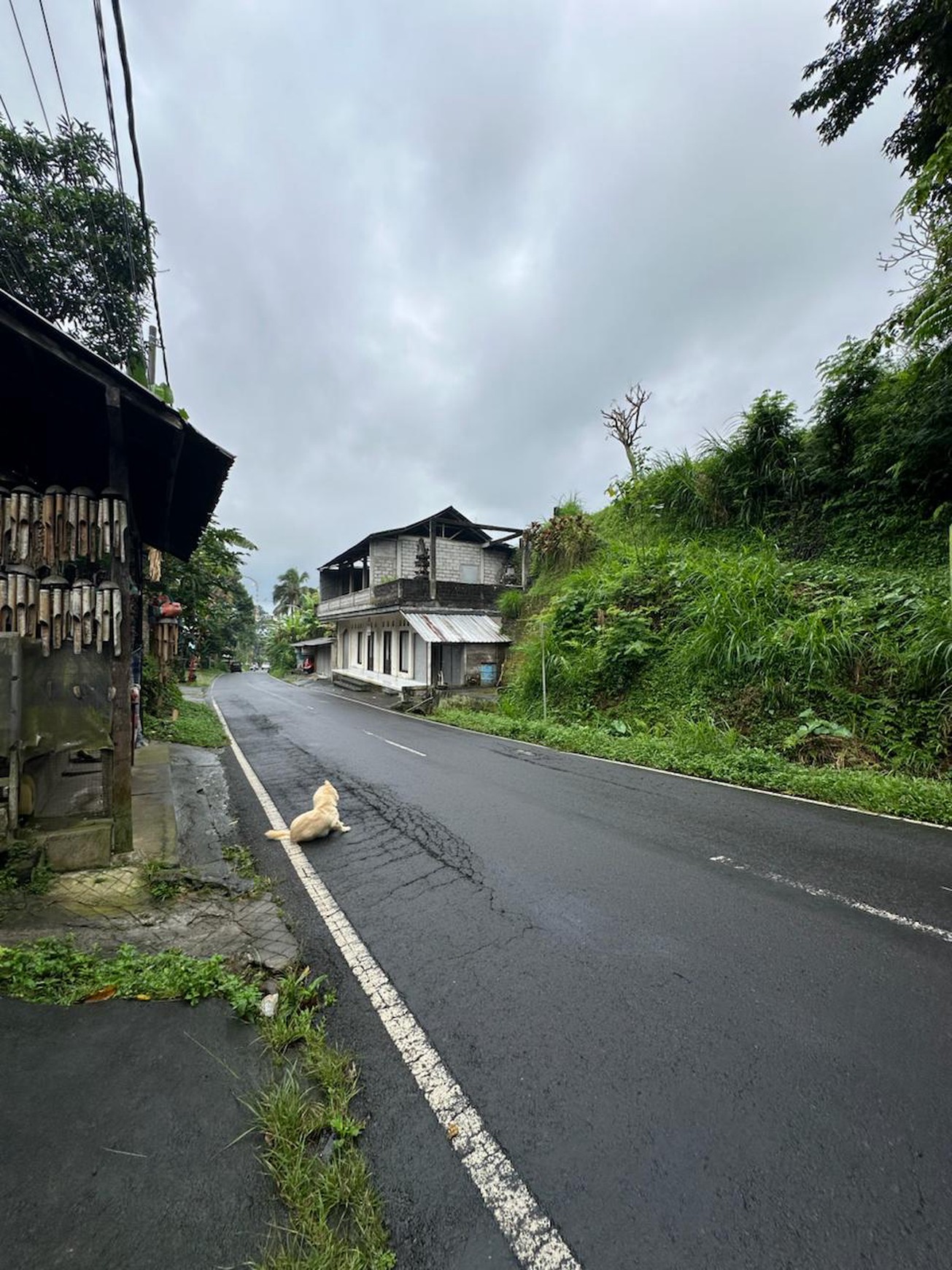 Prime Land with Scenic Rice Fields & Mountain Views in Tegalalang, Gianyar