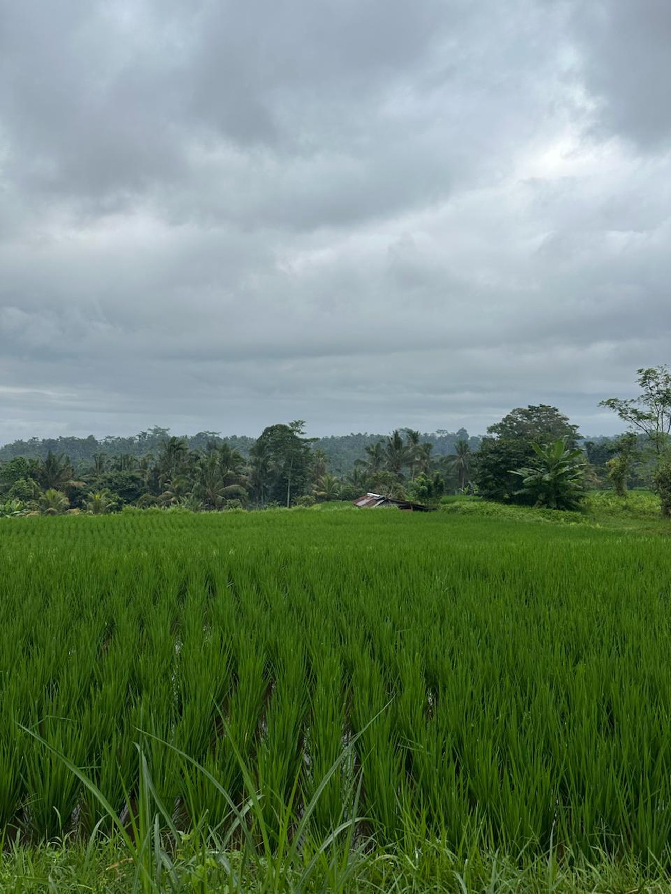 Prime Land with Scenic Rice Fields & Mountain Views in Tegalalang, Gianyar