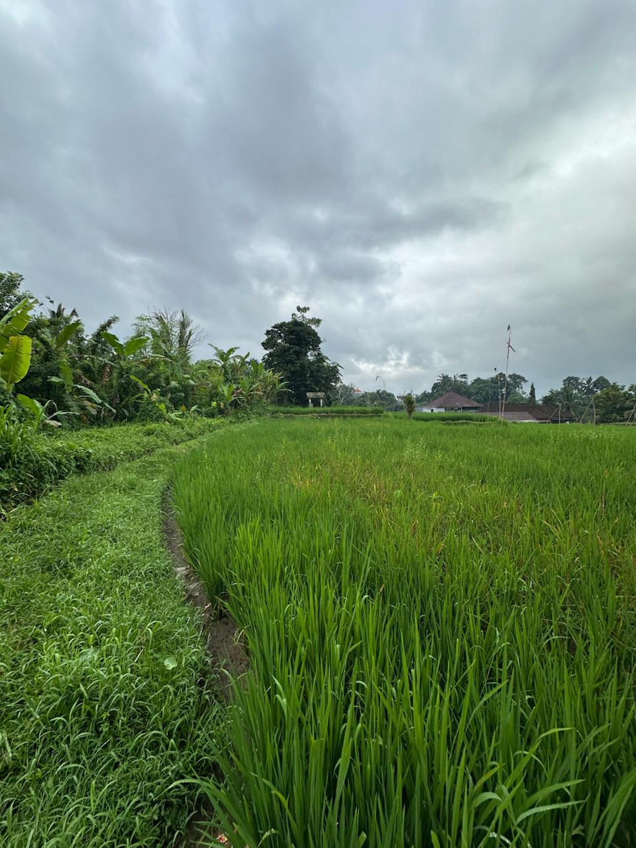 Prime Land with Scenic Rice Fields & Mountain Views in Tegalalang, Gianyar