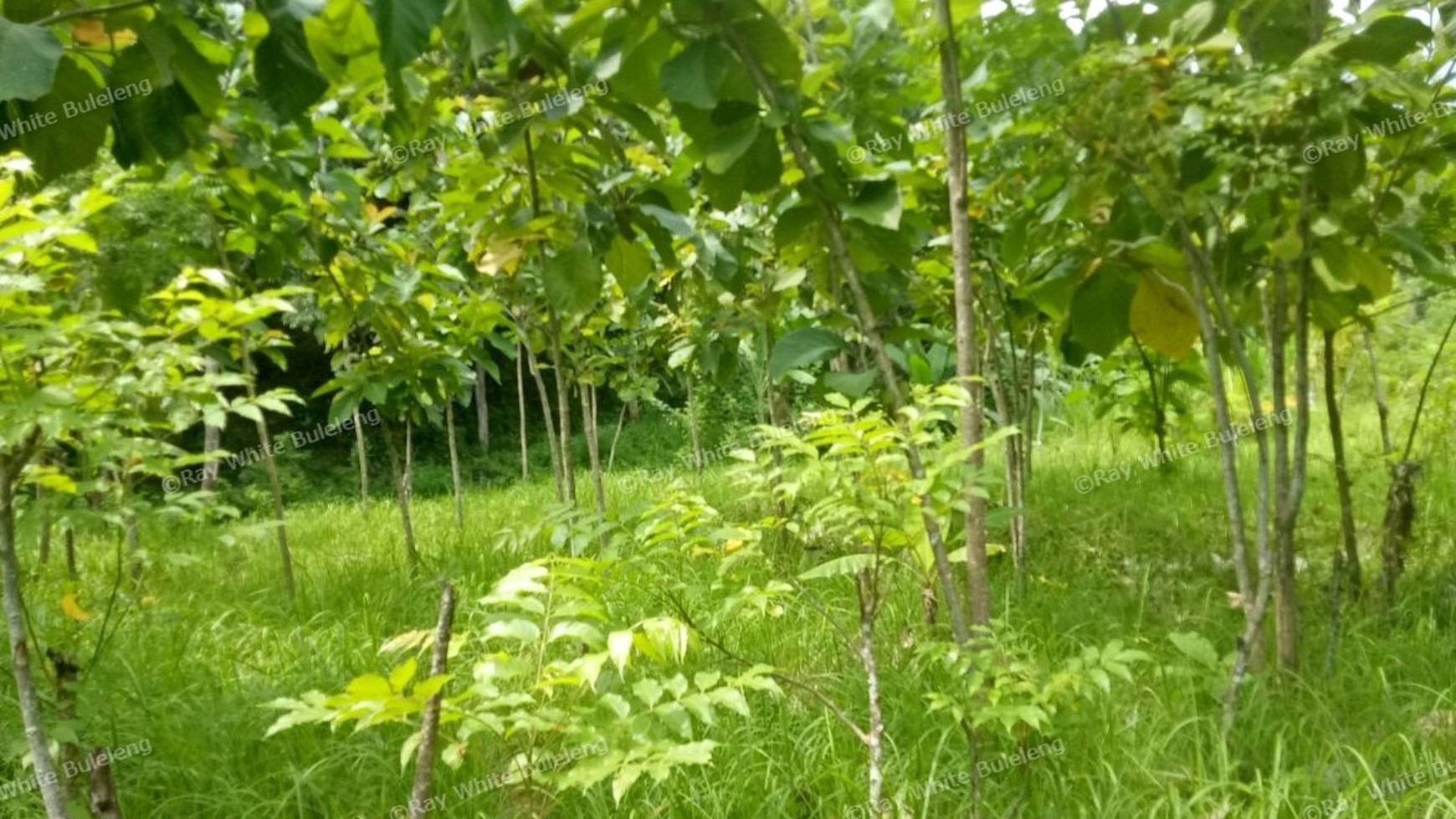 400 M2 SUPER CHEAP LAND FOR SALE IN LOVINA