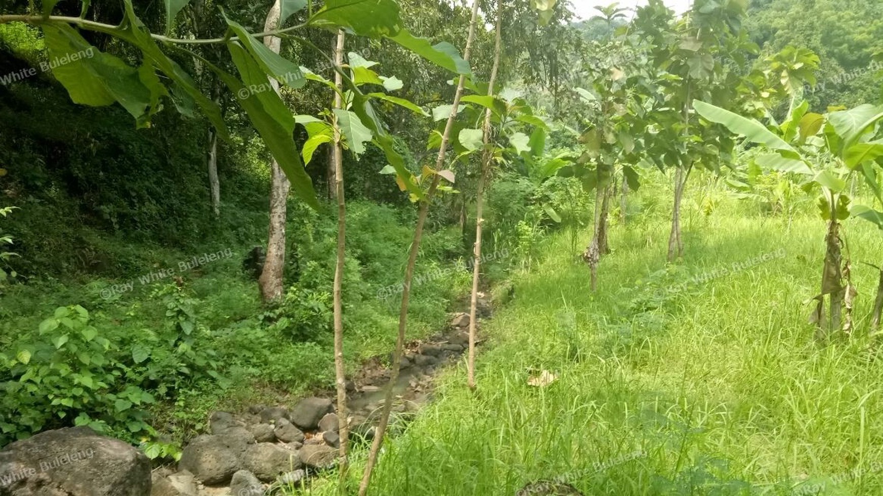 400 M2 SUPER CHEAP LAND FOR SALE IN LOVINA