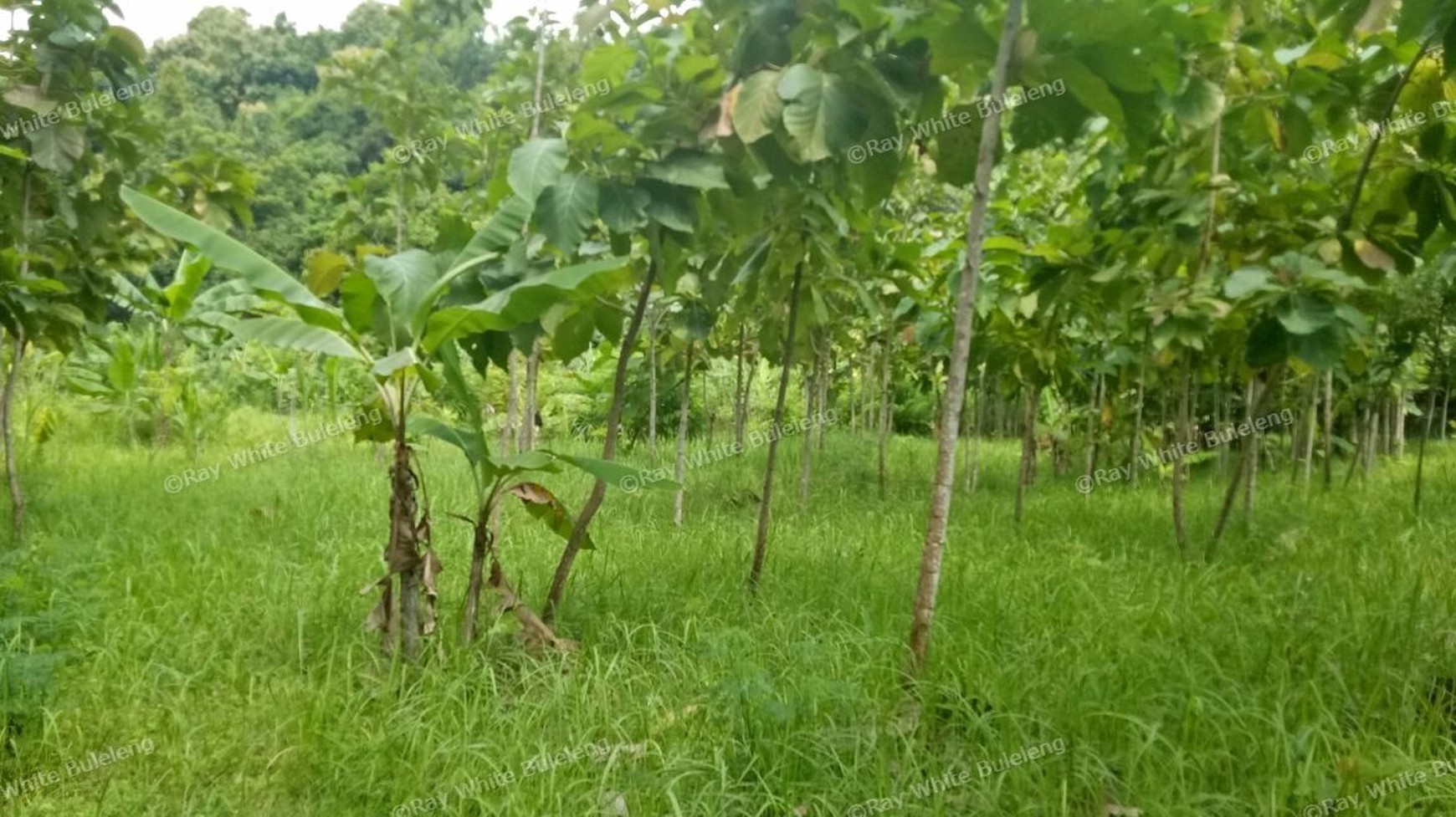 400 M2 SUPER CHEAP LAND FOR SALE IN LOVINA