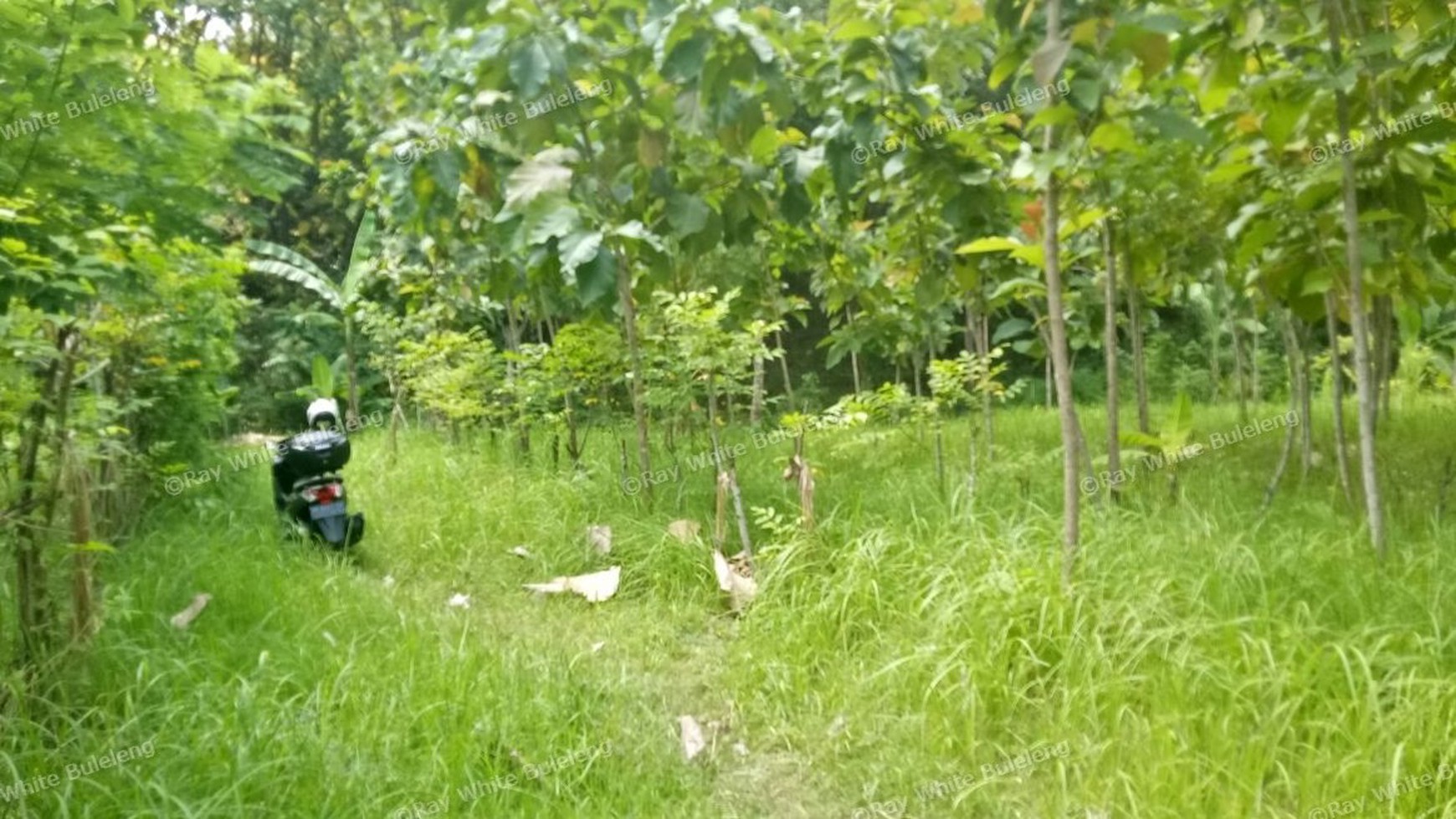 400 M2 SUPER CHEAP LAND FOR SALE IN LOVINA