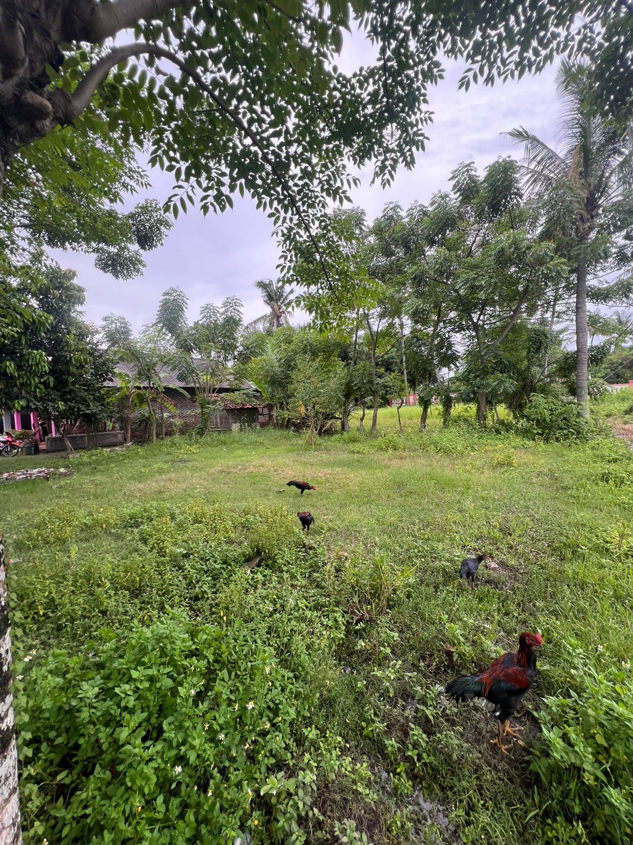 Dijual Tanah di Kp. Tempe Jatimulya