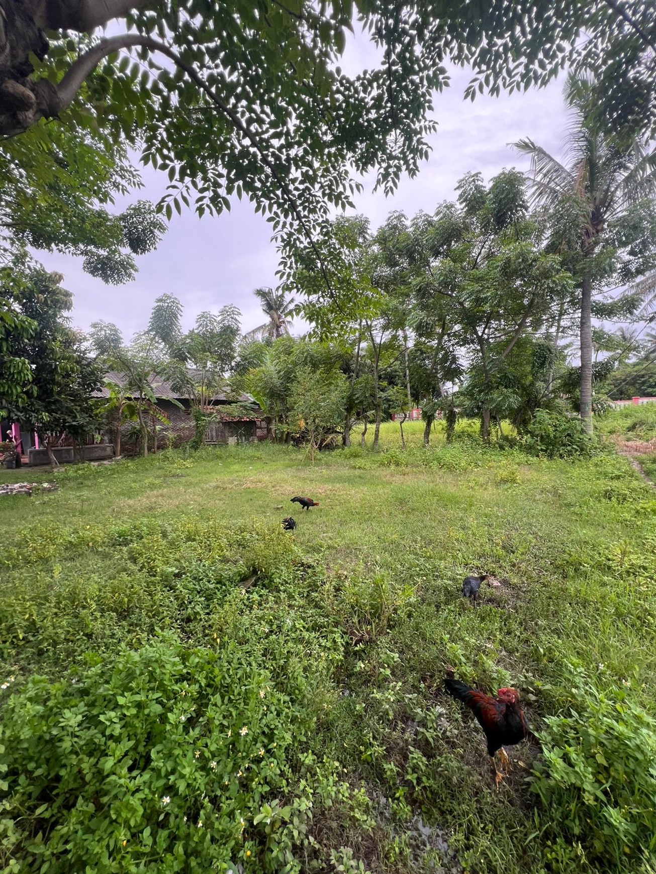 Dijual Tanah di Kp. Tempe Jatimulya