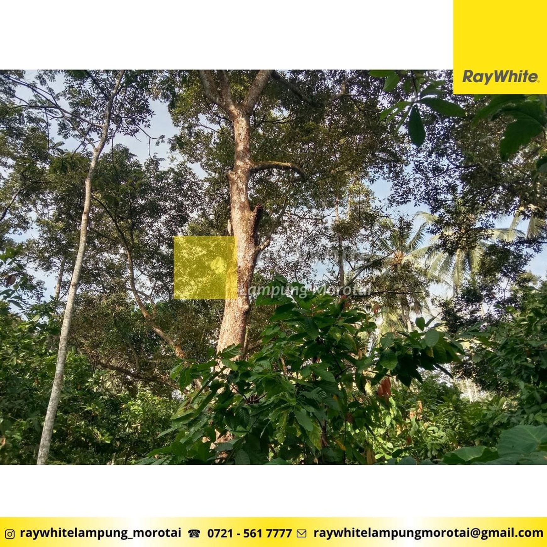 Dijual Tanah Berisikan Kebun Durian dan Kayu Keras