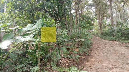 Dijual  Tanah Berisikan Kebun Durian dan Kayu Keras