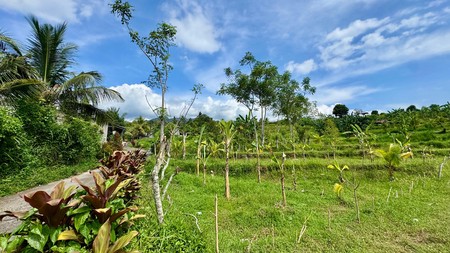 350 M&#xb2; LAND SURROUNDED BY NATURE, CLOSE TO LOVINA & SINGARAJA