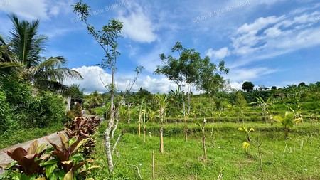 350 SQM LAND SURROUNDED BY NATURE, CLOSE TO LOVINA & SINGARAJA