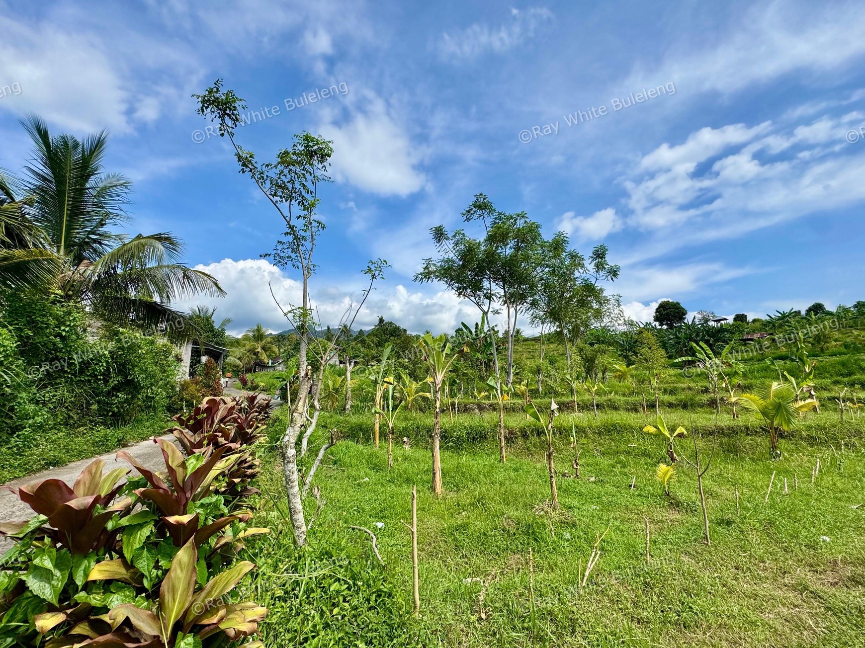 350 SQM LAND SURROUNDED BY NATURE, CLOSE TO LOVINA & SINGARAJA