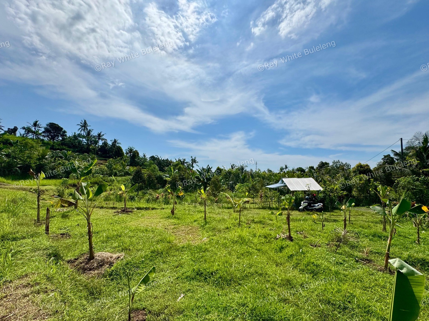 350 SQM LAND SURROUNDED BY NATURE, CLOSE TO LOVINA & SINGARAJA