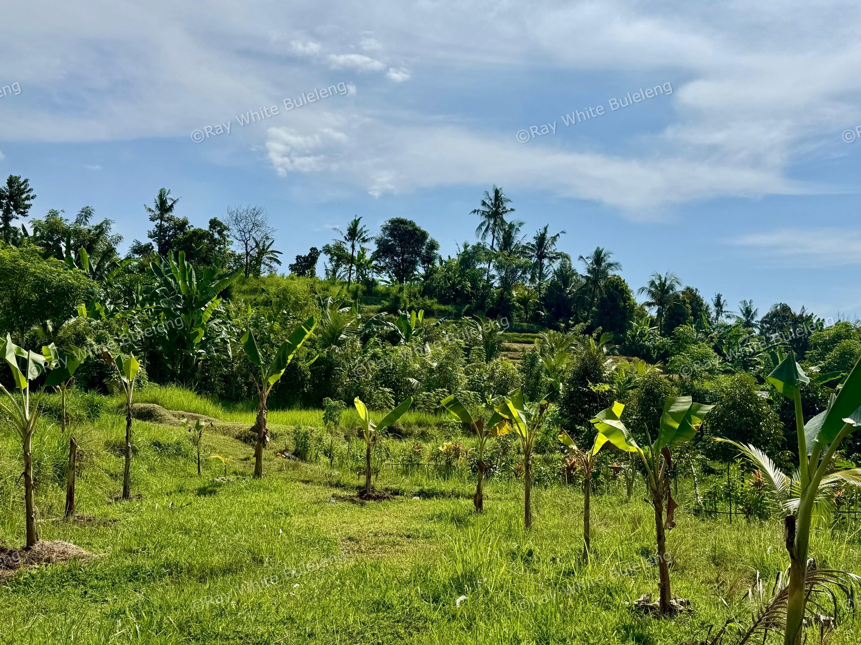 350 SQM LAND SURROUNDED BY NATURE, CLOSE TO LOVINA & SINGARAJA