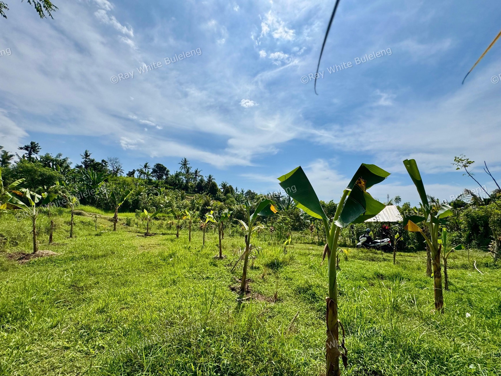 350 SQM LAND SURROUNDED BY NATURE, CLOSE TO LOVINA & SINGARAJA