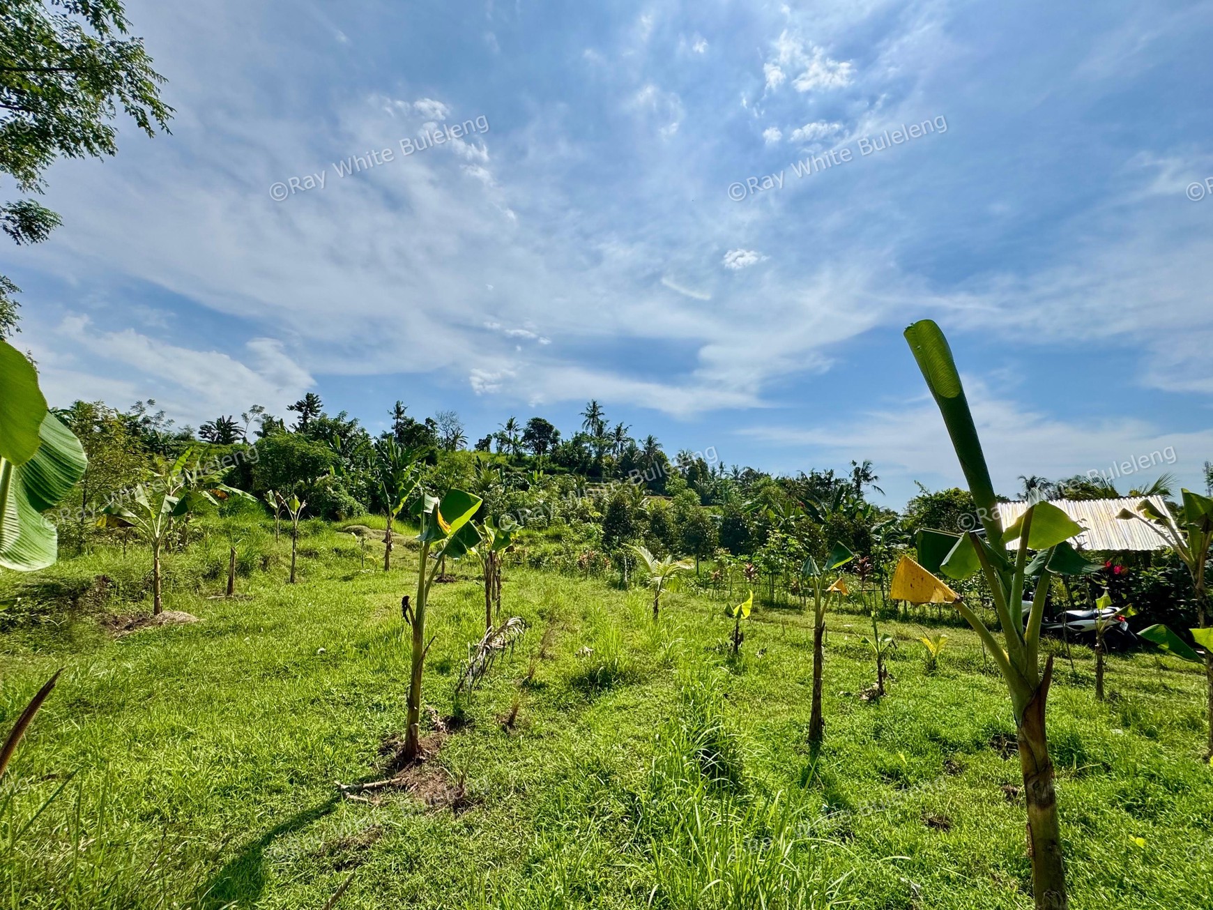 350 SQM LAND SURROUNDED BY NATURE, CLOSE TO LOVINA & SINGARAJA