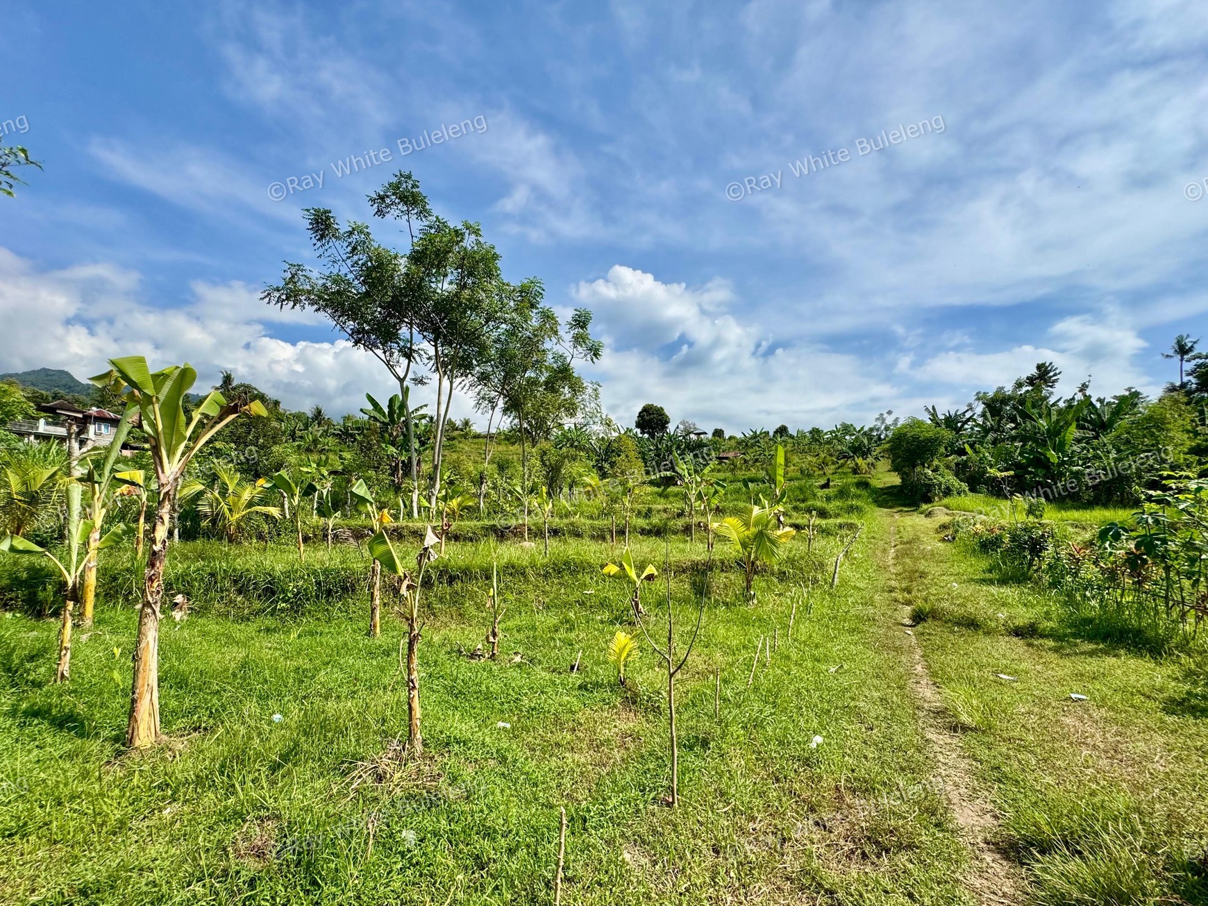 350 SQM LAND SURROUNDED BY NATURE, CLOSE TO LOVINA & SINGARAJA