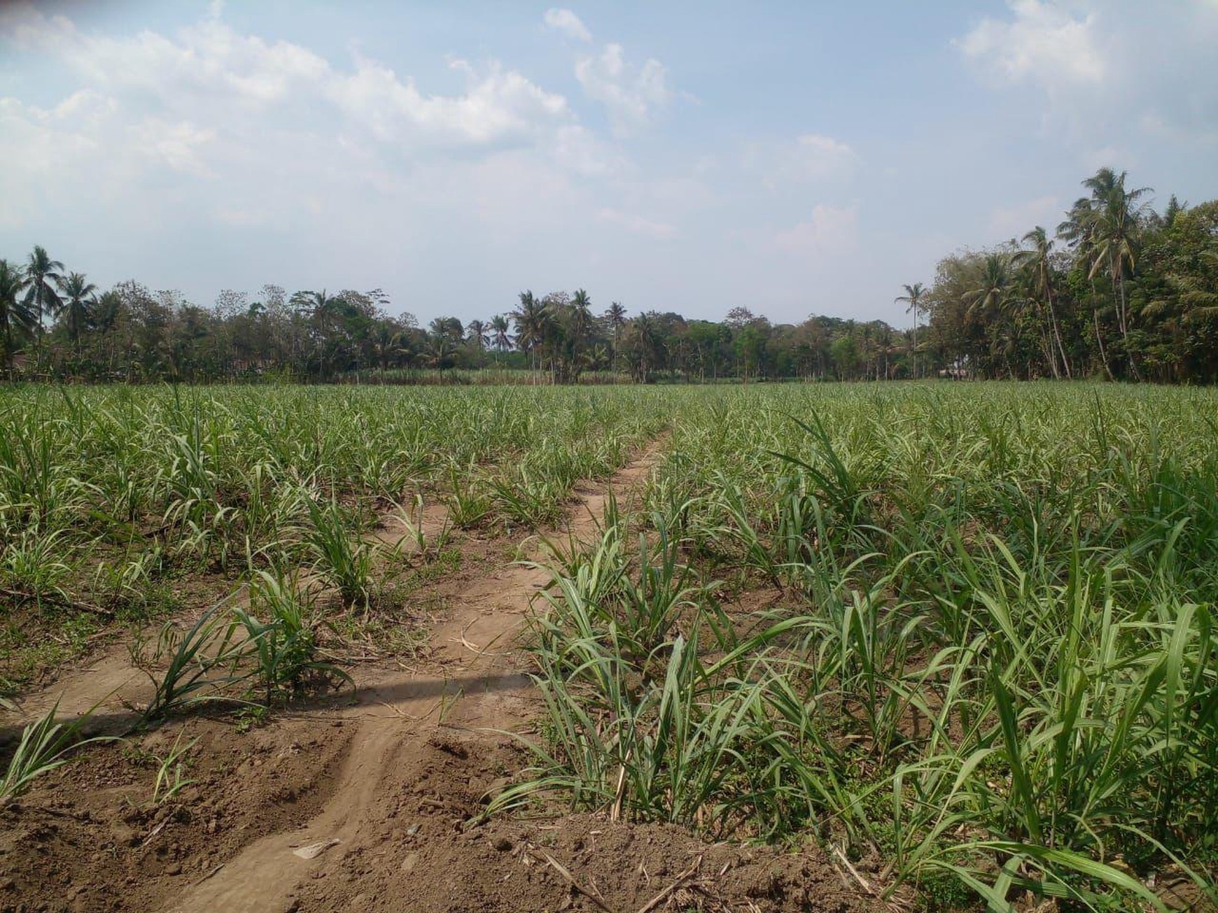 Dijual Tanah Milik Pribadi Sangat Produktif dengan Potensi Besar di Bululawang, Kab Malang Harga 8,6M!!