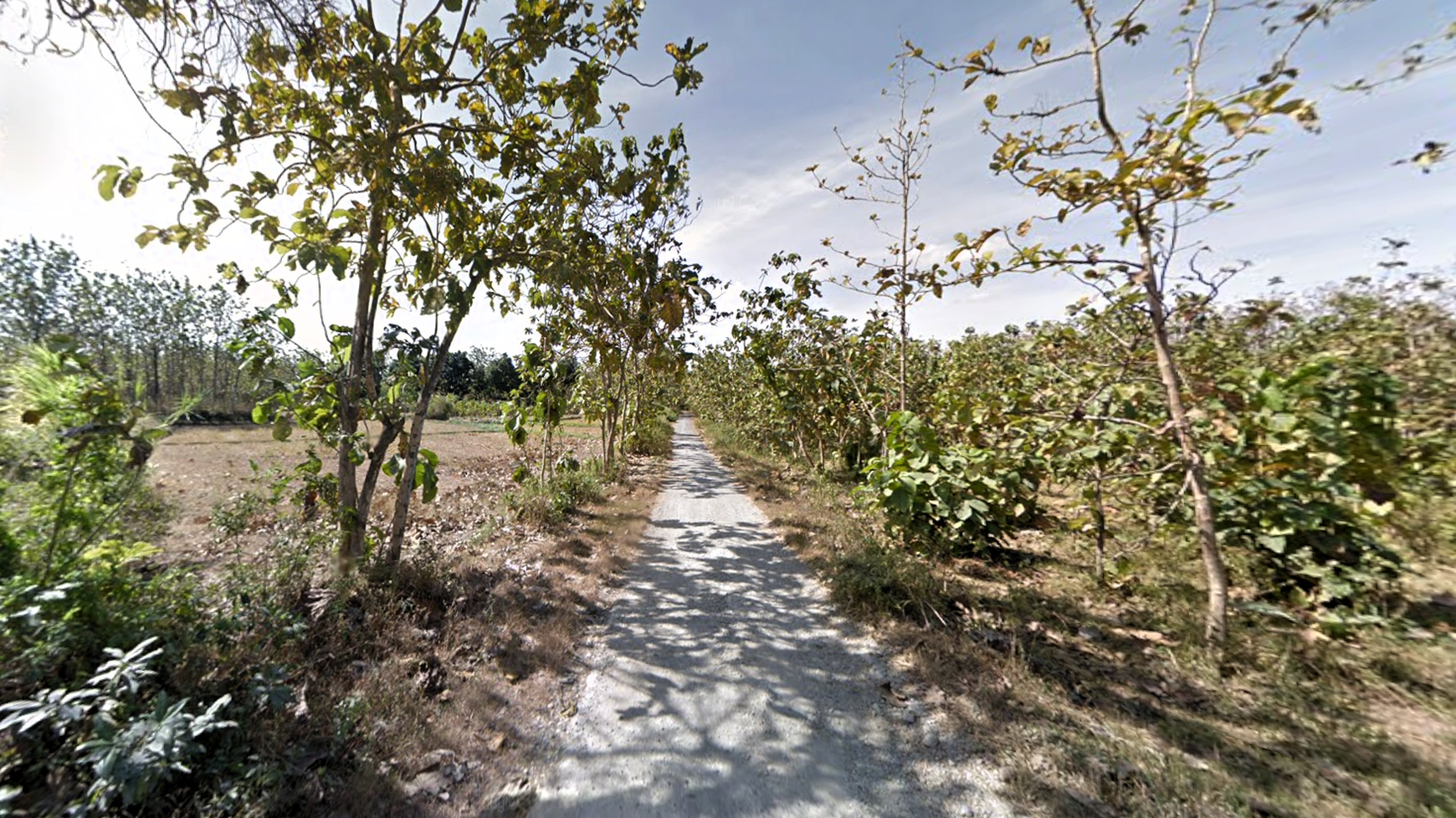 Tanah Hutan 1,5 ha di Plandaan, Jombang