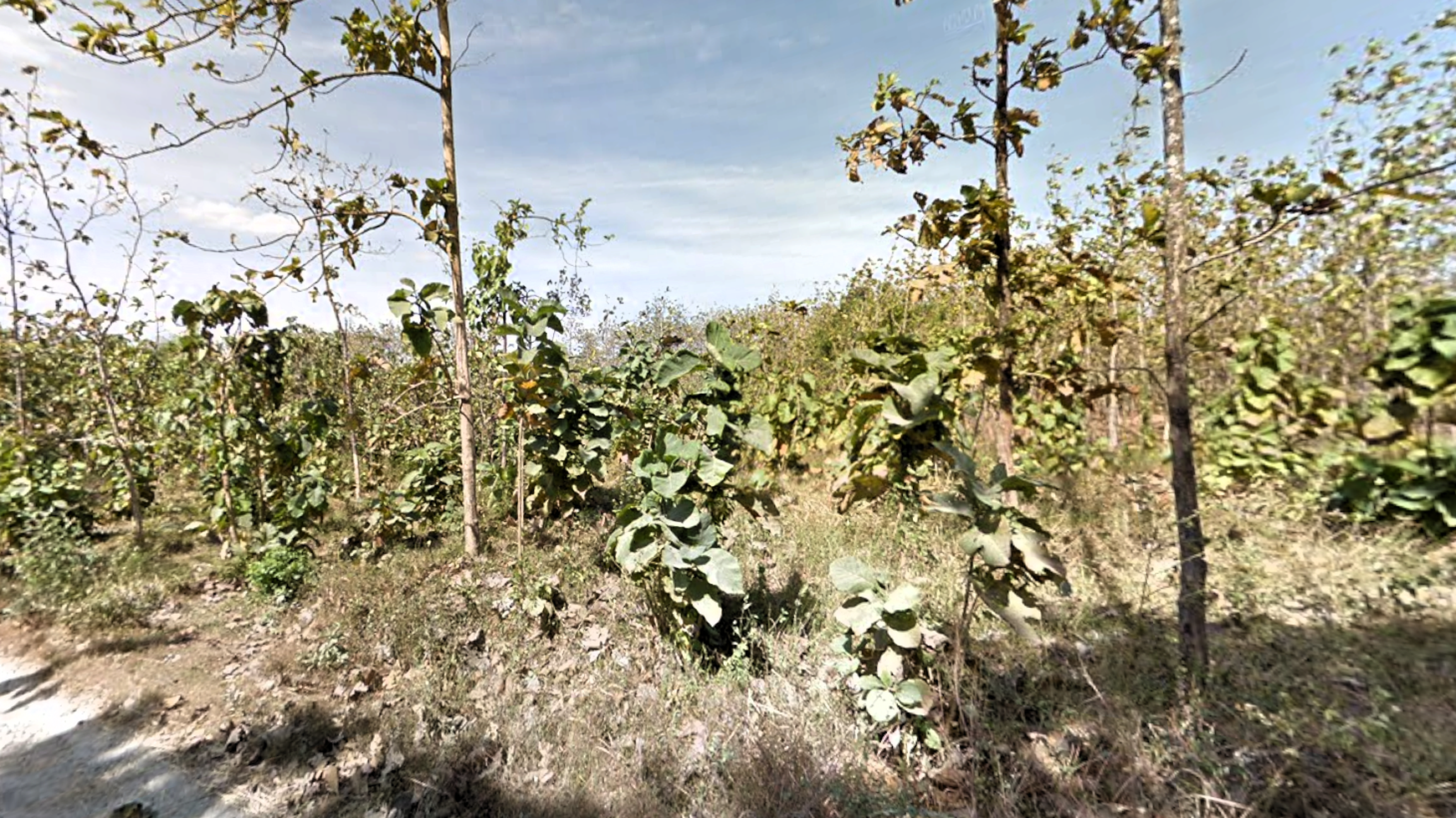 Tanah Hutan 1,5 ha di Plandaan, Jombang