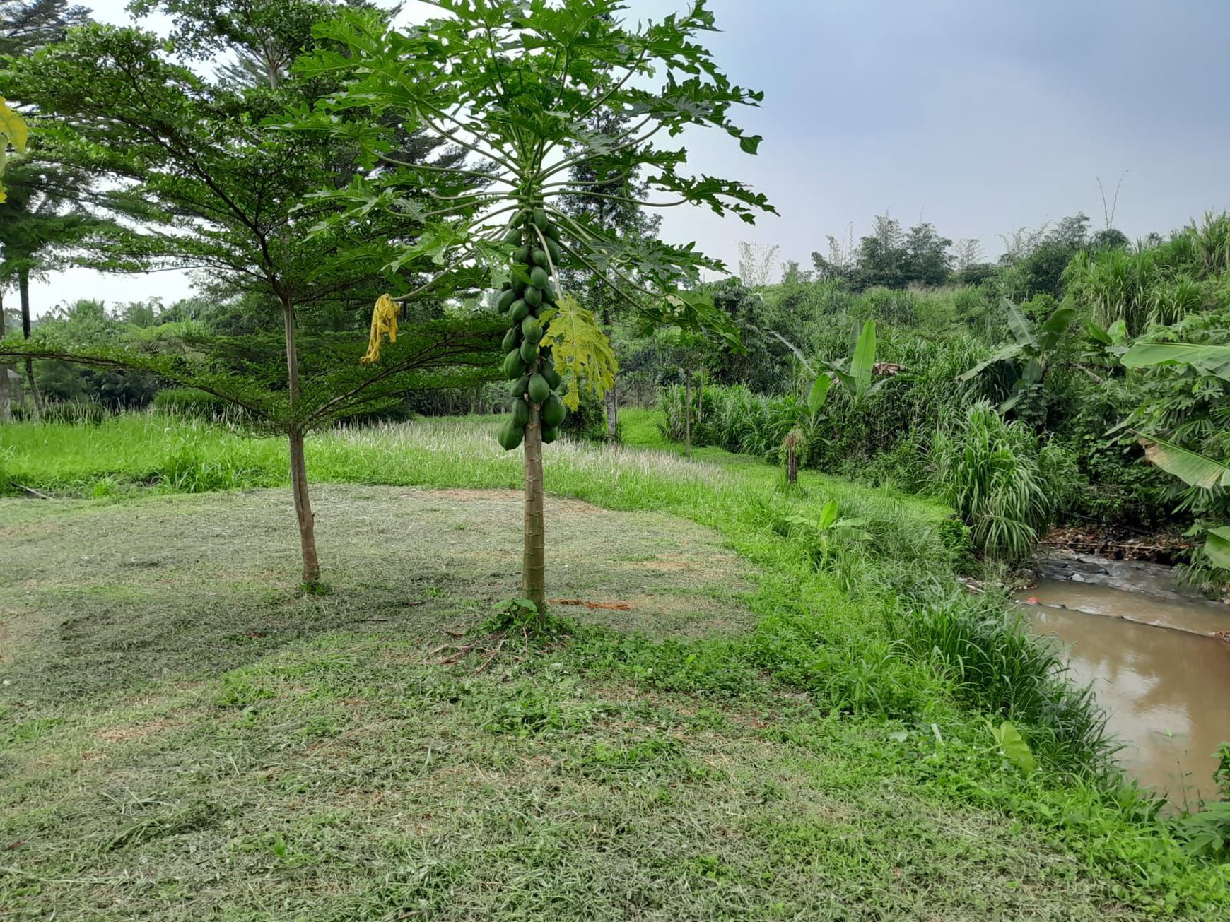Kavling sangat cocok untuk Villa di Ciomas Bogor