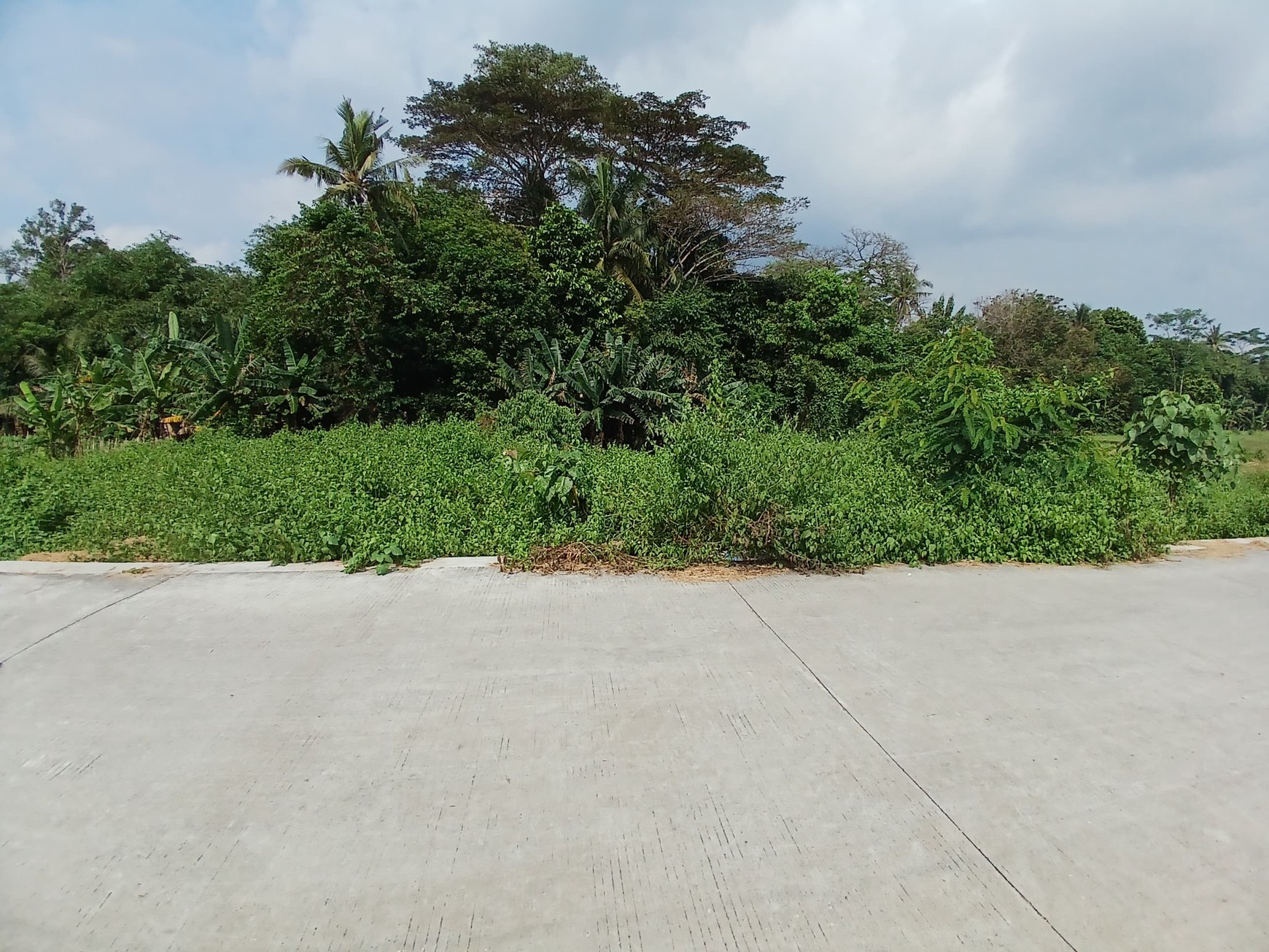 Tanah Sawah 2188 Meter Persegi Sendangrejo Minggir Sleman