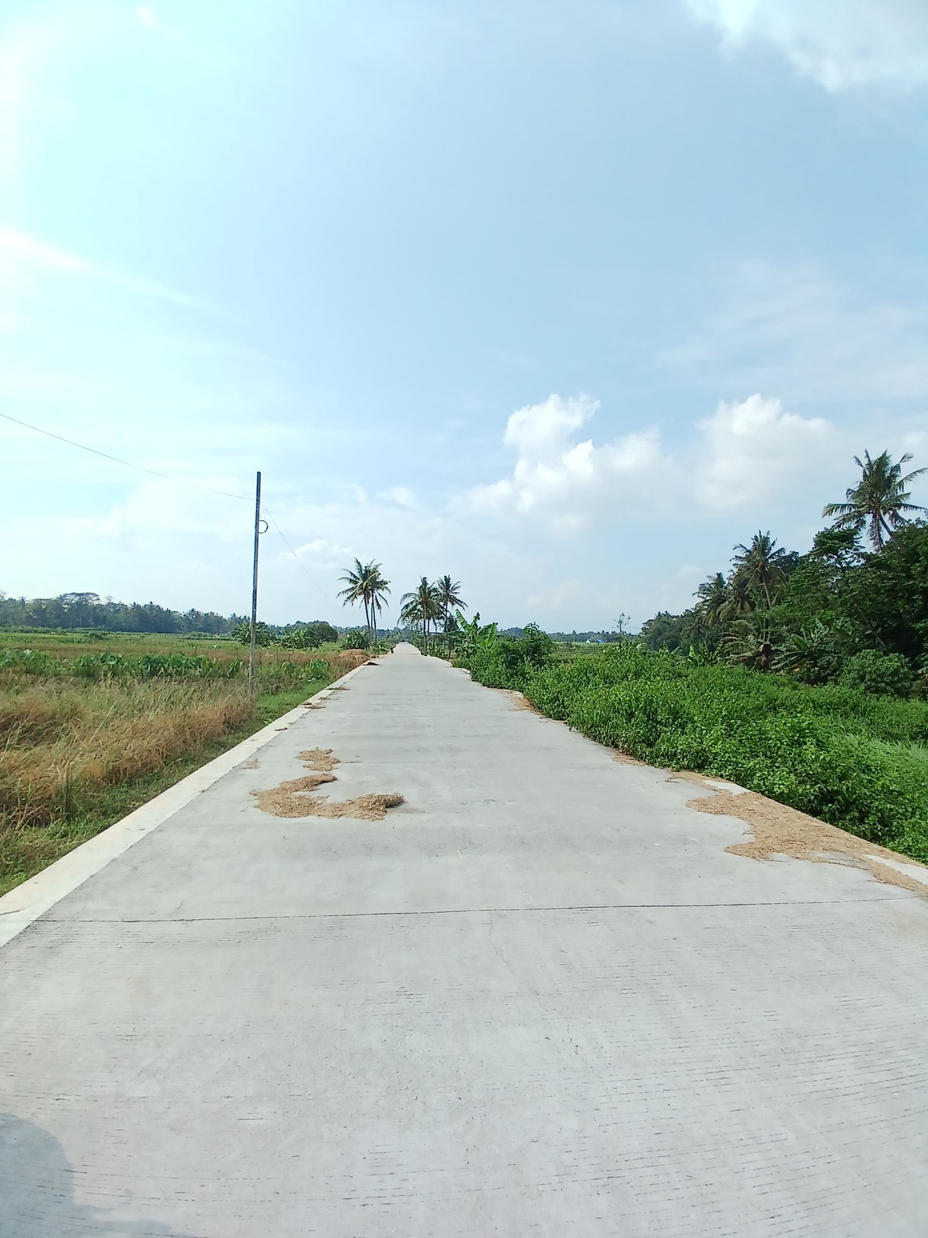 Tanah Sawah 2188 Meter Persegi Sendangrejo Minggir Sleman