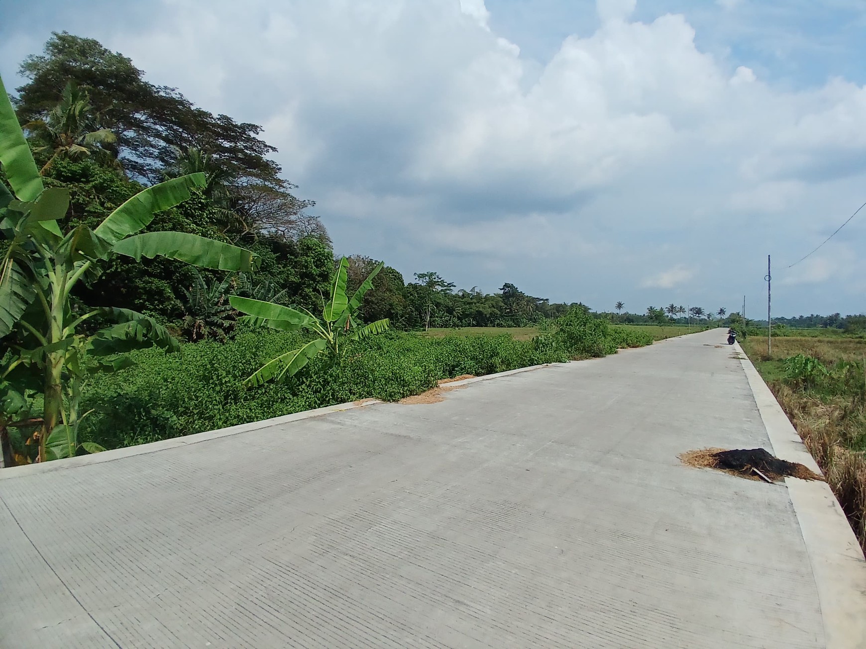 Tanah Sawah 2188 Meter Persegi Sendangrejo Minggir Sleman