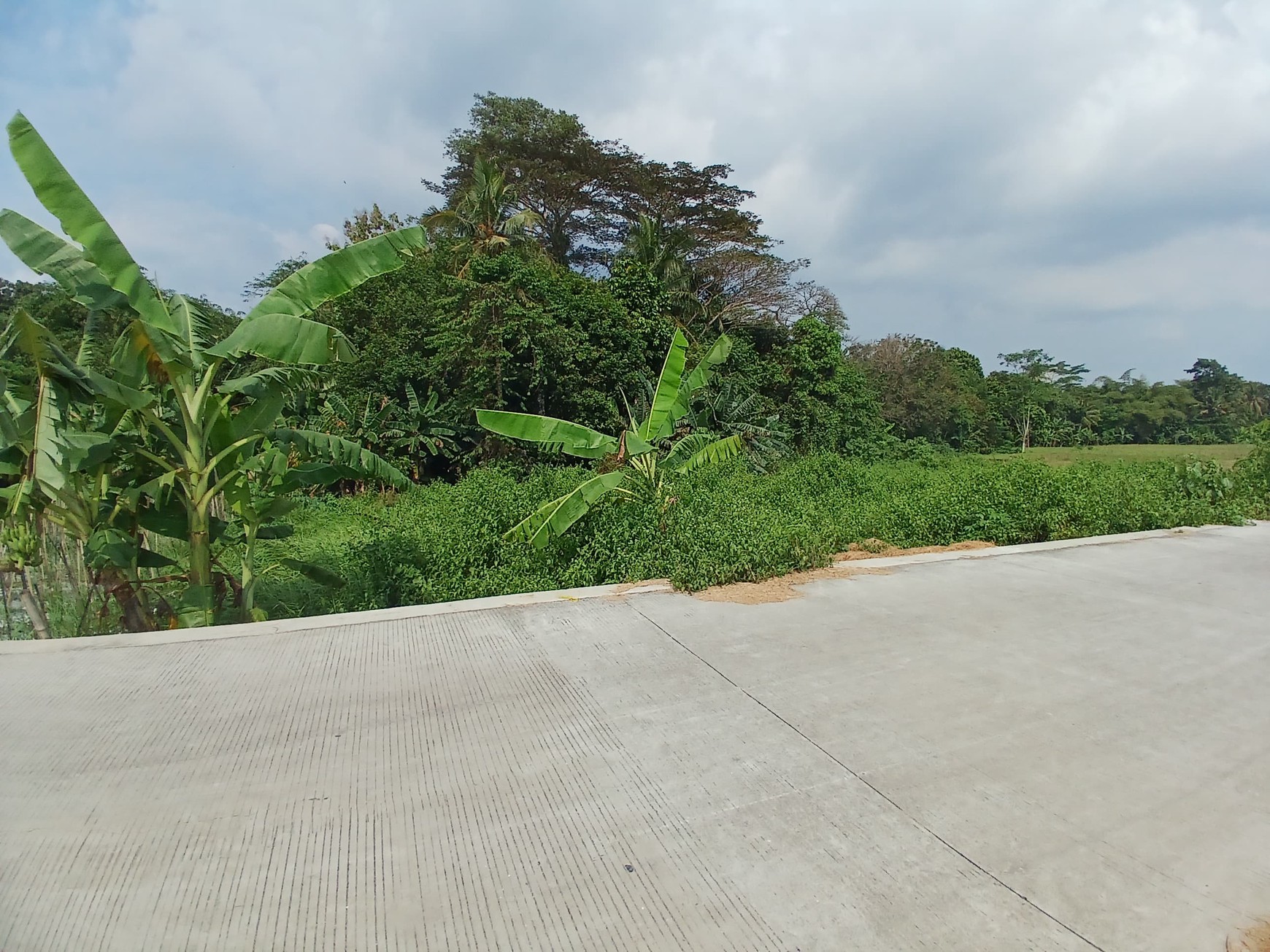 Tanah Sawah 2188 Meter Persegi Sendangrejo Minggir Sleman