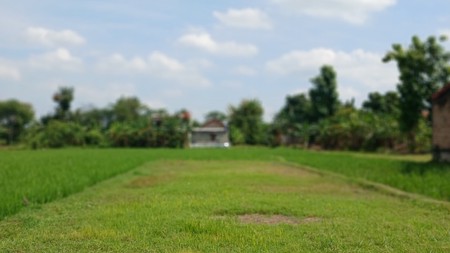 Tanah Sawah 438 Meter Persegi Cocok Untuk Kost, Timbulharjo, Sewon, Bantul