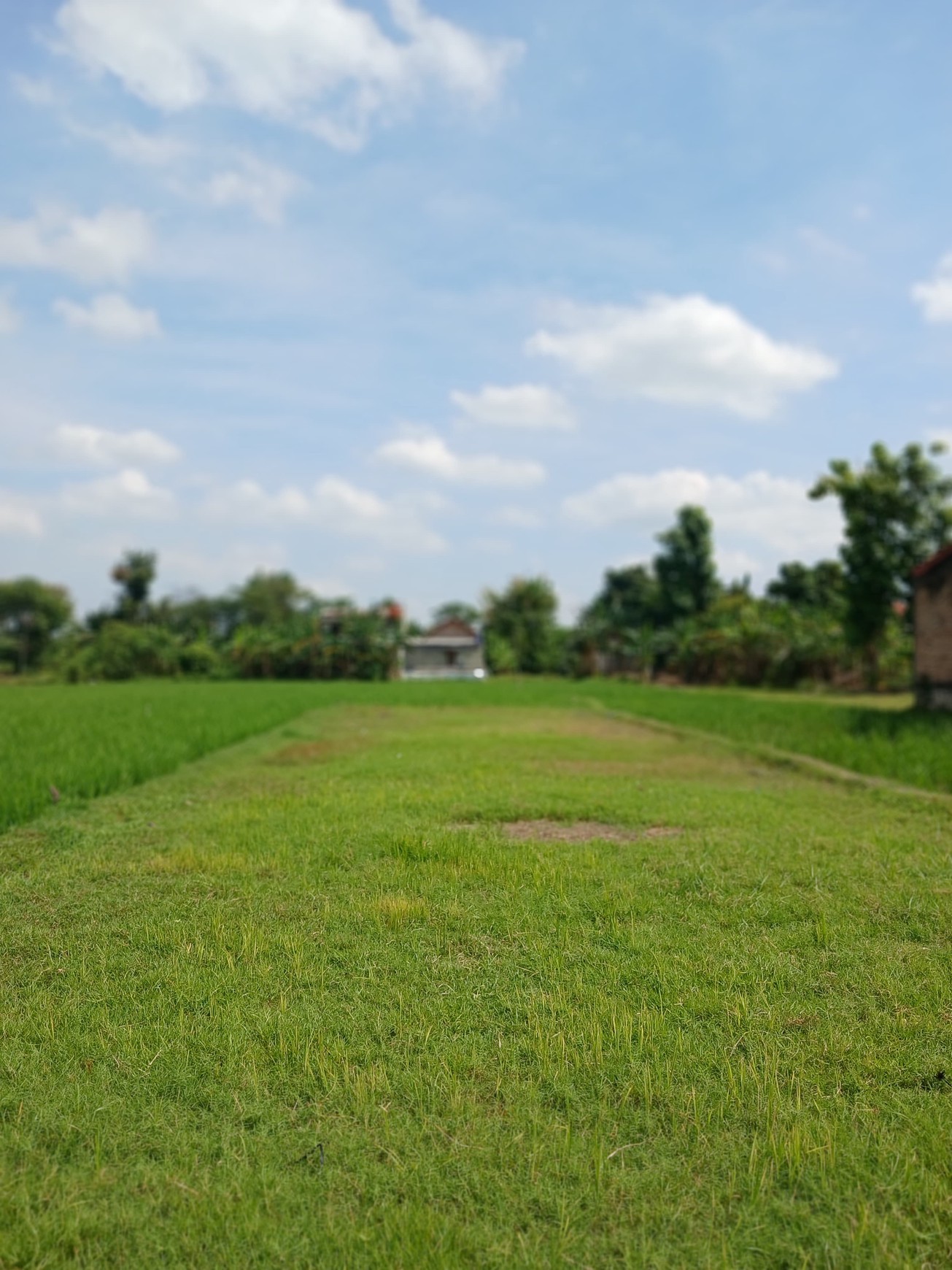 Tanah Sawah 438 Meter Persegi Cocok Untuk Kost, Timbulharjo, Sewon, Bantul