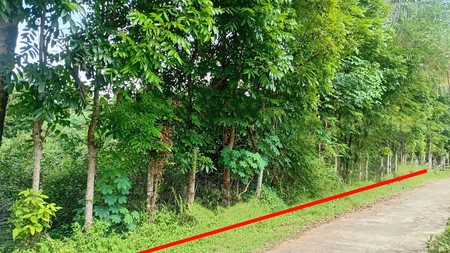 Tanah Luas 2.623 Meter Persegi Di Mertoyudan Magelang Jawa Tengah