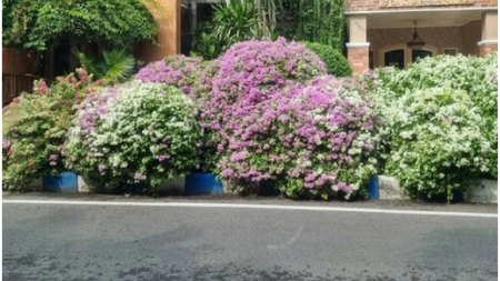 Rumah  Full Furnished nyaman banget, dekat Masjid Agung Al-Akbar Surabaya jl.Raya Taman Indah