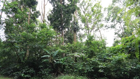 TANAH KAVLING MEGA MENDUNG, PUNCAK, AKSES MUDAH DARI SENTUL CITY, BOGOR