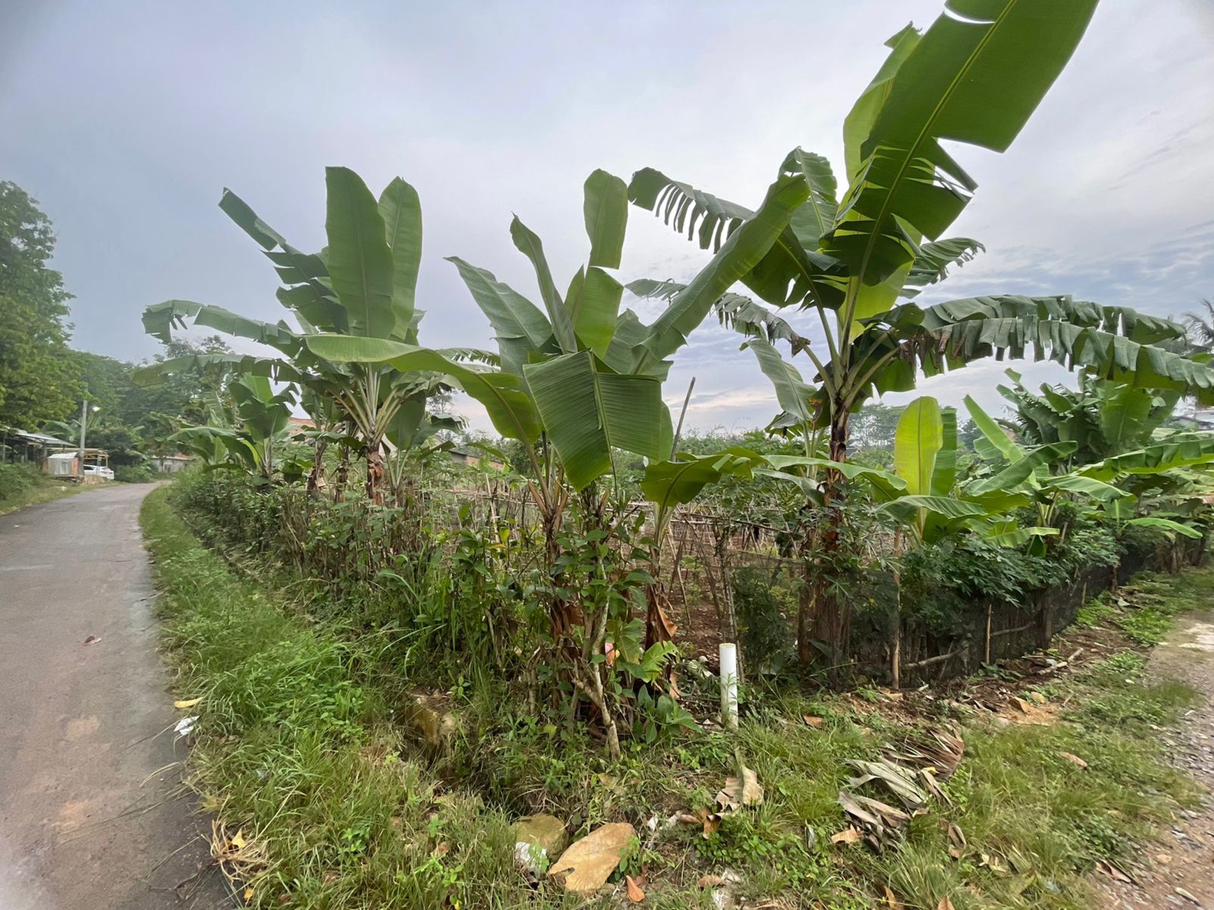 Dijual Tanah Luas 6400 di Way Laga