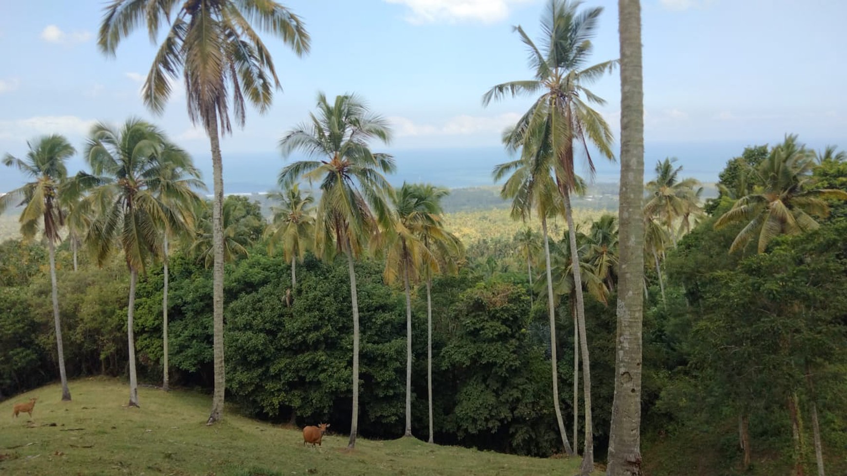 Land Freehold In Great Location Selemadeg Tabanan Bali