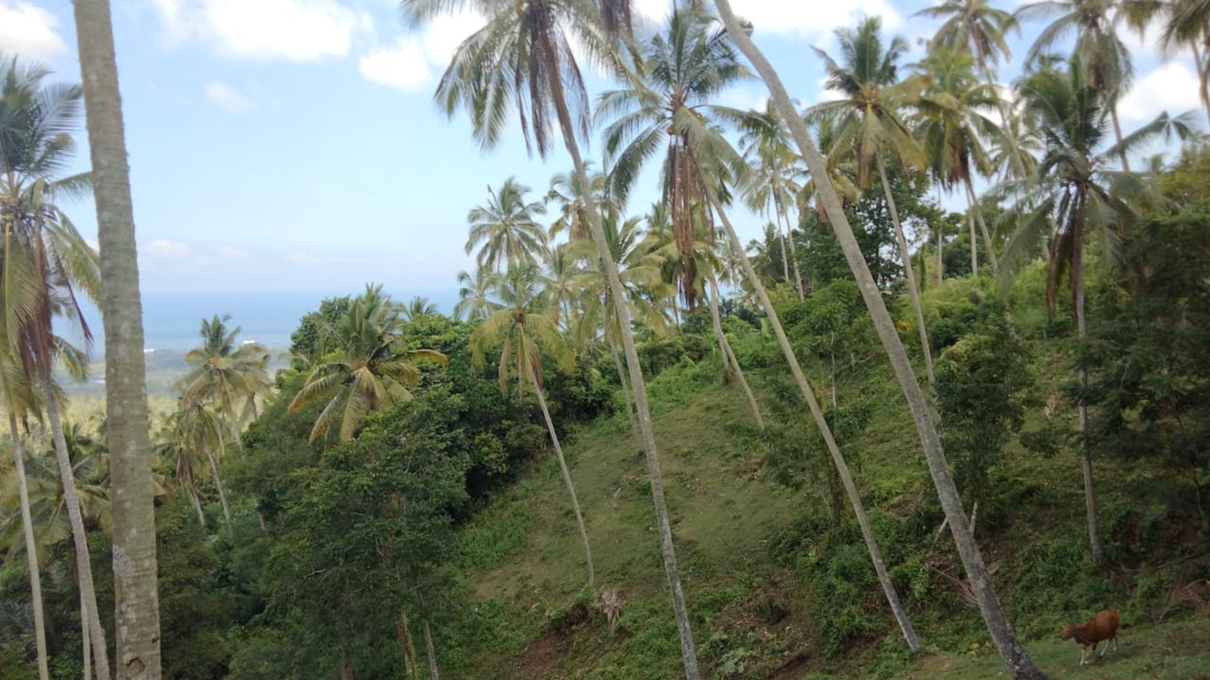 Land Freehold In Great Location Selemadeg Tabanan Bali