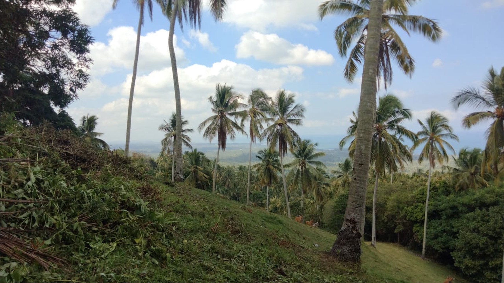 Land Freehold In Great Location Selemadeg Tabanan Bali