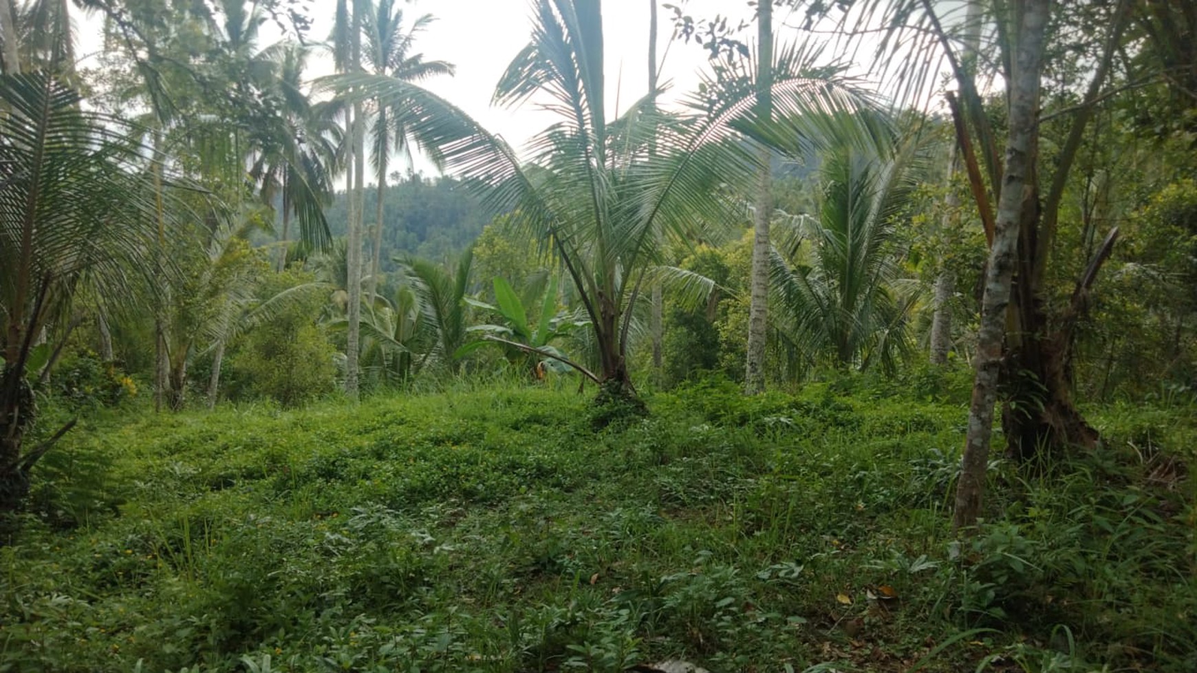 Land Freehold In Great Location Selemadeg Tabanan Bali