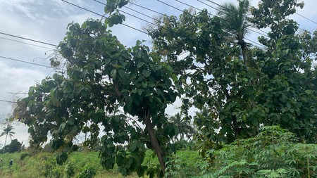 Kavling Siap Bangun Di Jl Lintas Sumatera Bandar Jaya Timur, Terbanggi Besar 