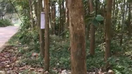 Dijual tanah kavling beserta 600 buah pohon jati mas di desa sukabares waringin kurung serang banten