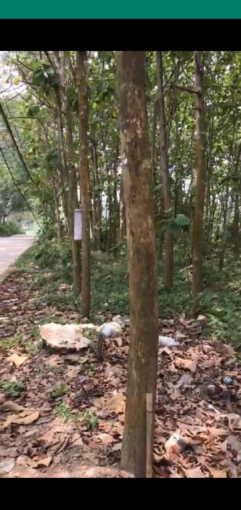 Dijual tanah kavling beserta 600 buah pohon jati mas di desa sukabares waringin kurung serang banten