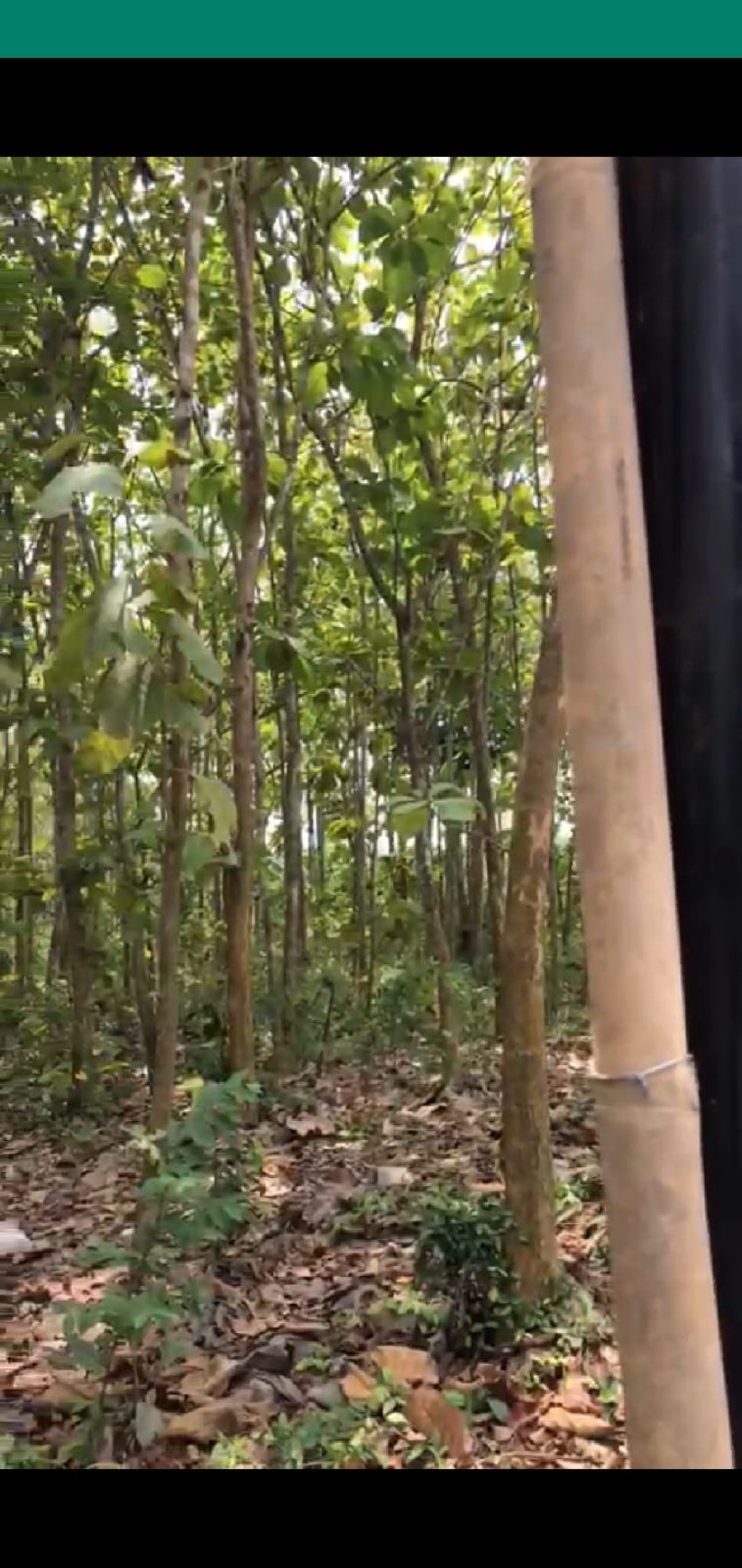 Dijual tanah kavling beserta 600 buah pohon jati mas di desa sukabares waringin kurung serang banten