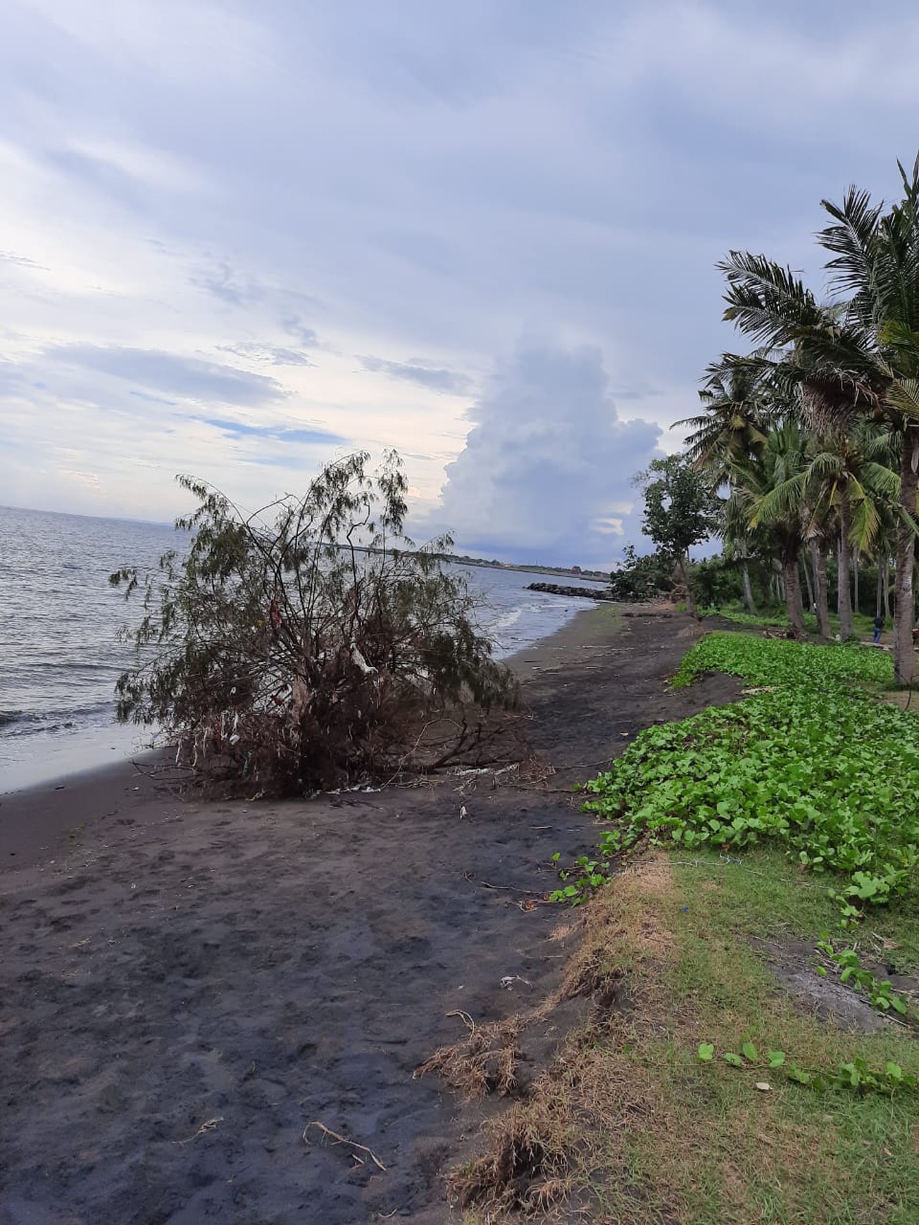 Dijual Tanah Di Banyuwangi