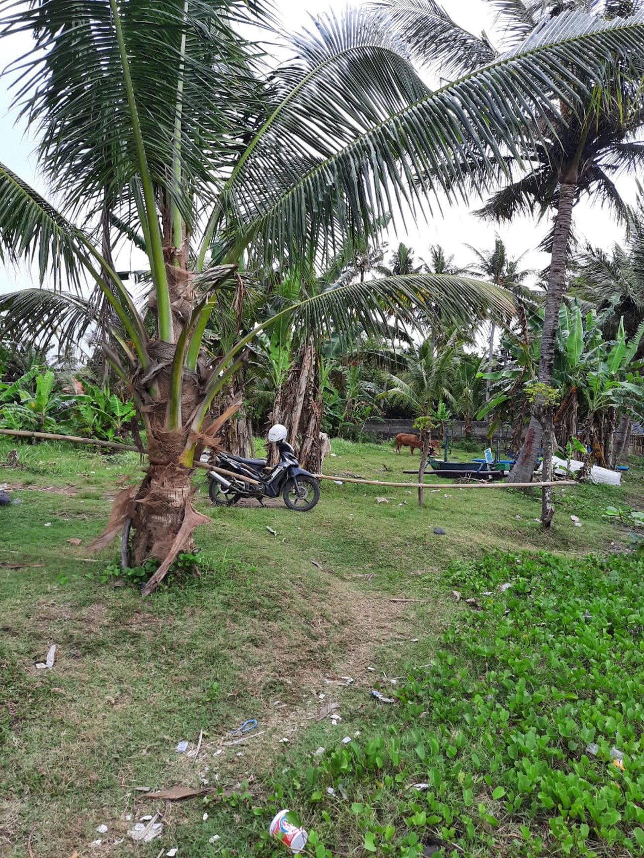 Dijual Tanah Di Banyuwangi