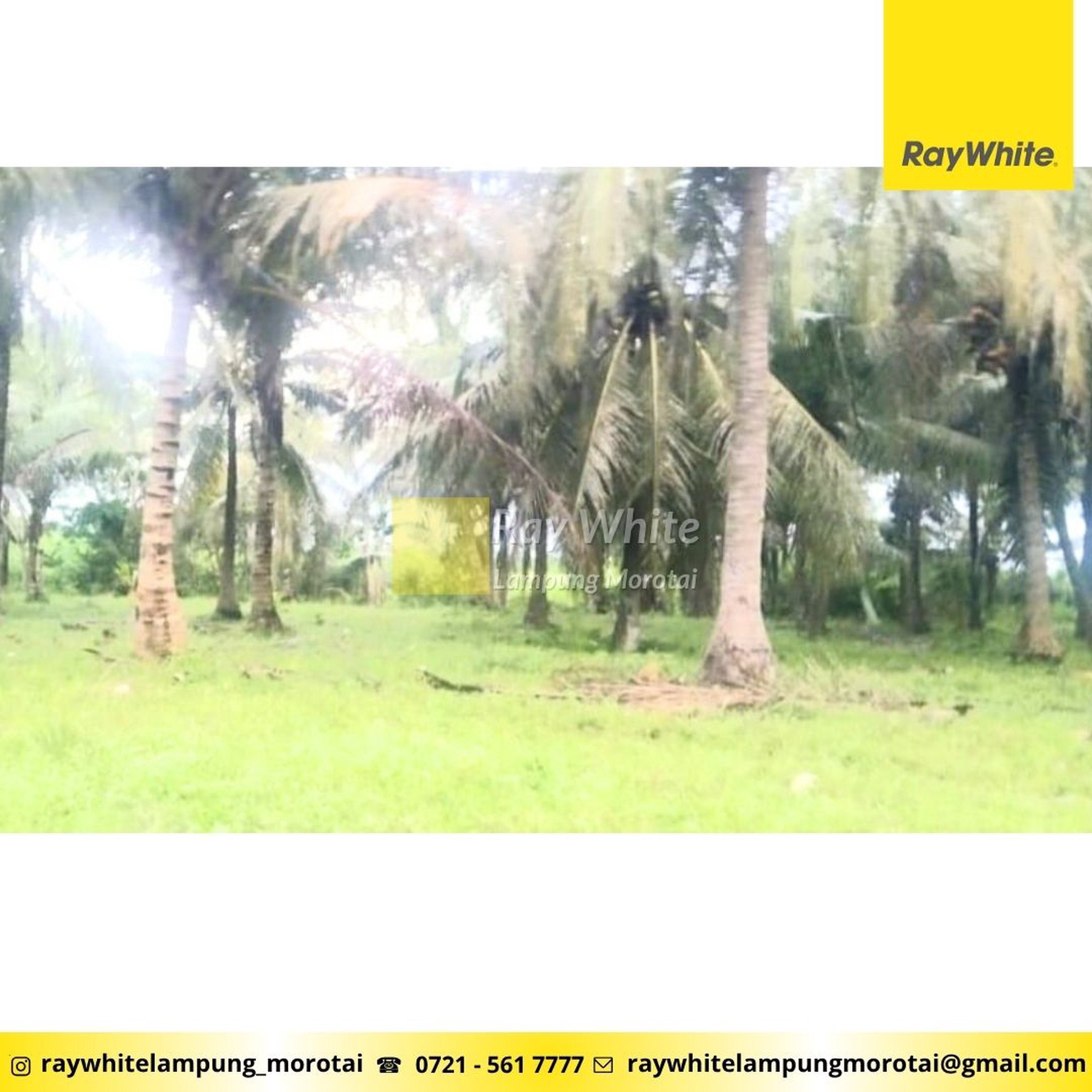 Dijual tanah pantai kalianda dengan kebun kelapa