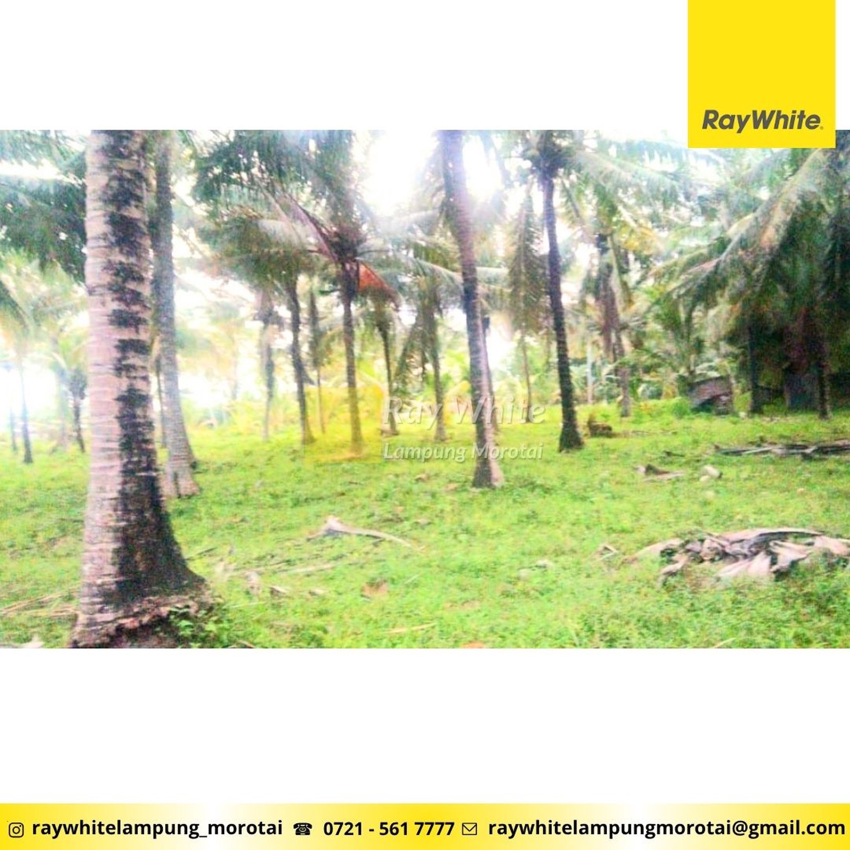 Dijual tanah pantai kalianda dengan kebun kelapa