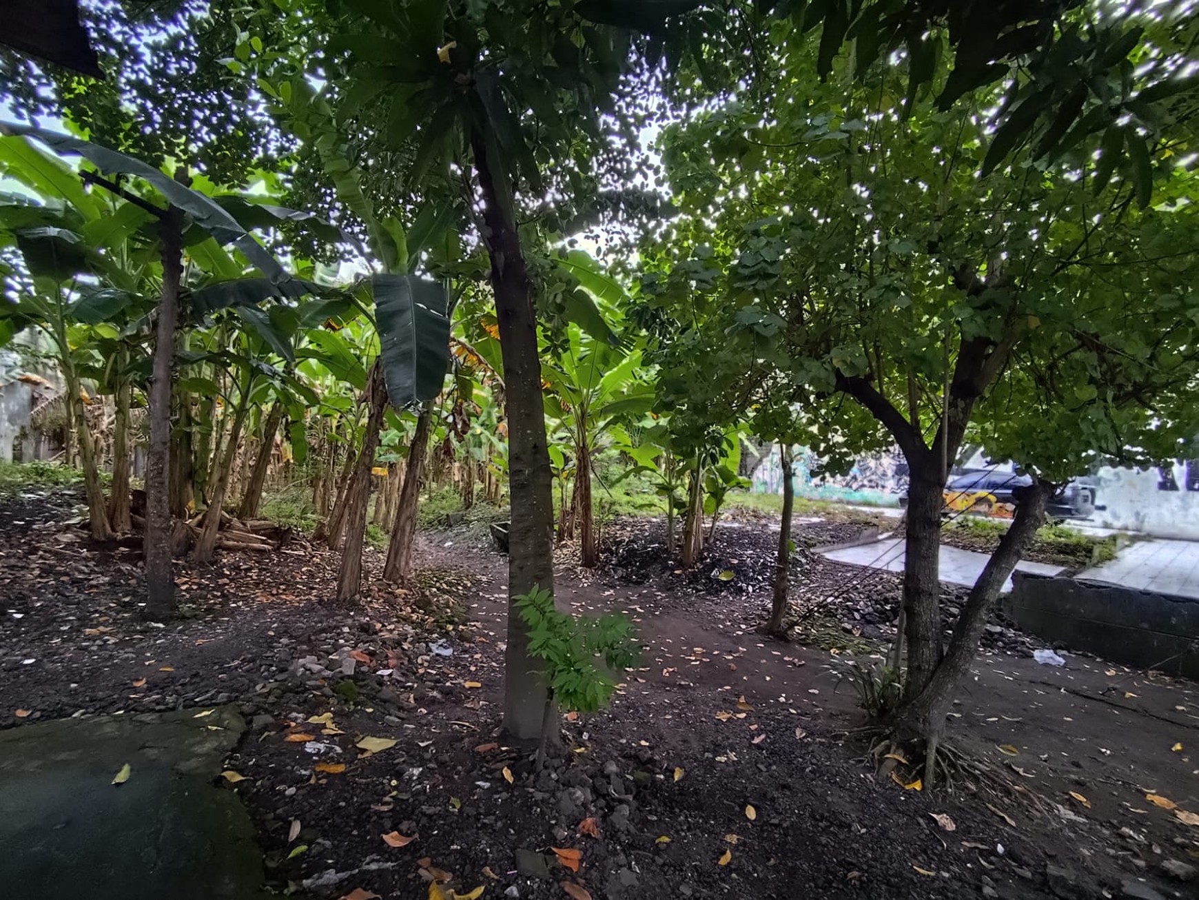 Disewakan Tanah Pekarangan 1800 Meter Persegi Lokasi Dekat Bandara Adisucipto Maguwoharjo Depok Sleman
