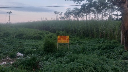 DIJUAL TANAH DENGAN POTENSIAL TINGGI DENGAN HARGA 1,8JT/M2
