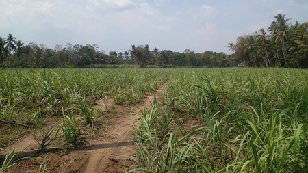 Tanah DIjual Sangat Produktif di Kab Malang Harga 8,6M!!