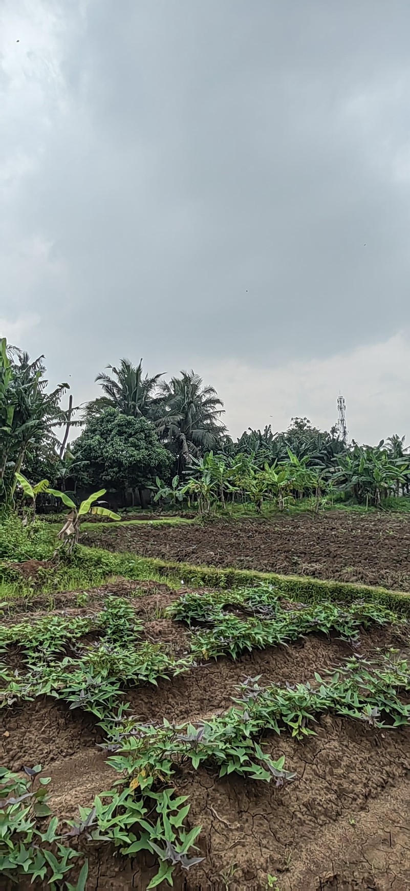 Di Jual Tanah kavling Jl. Balaraja - Tangerang